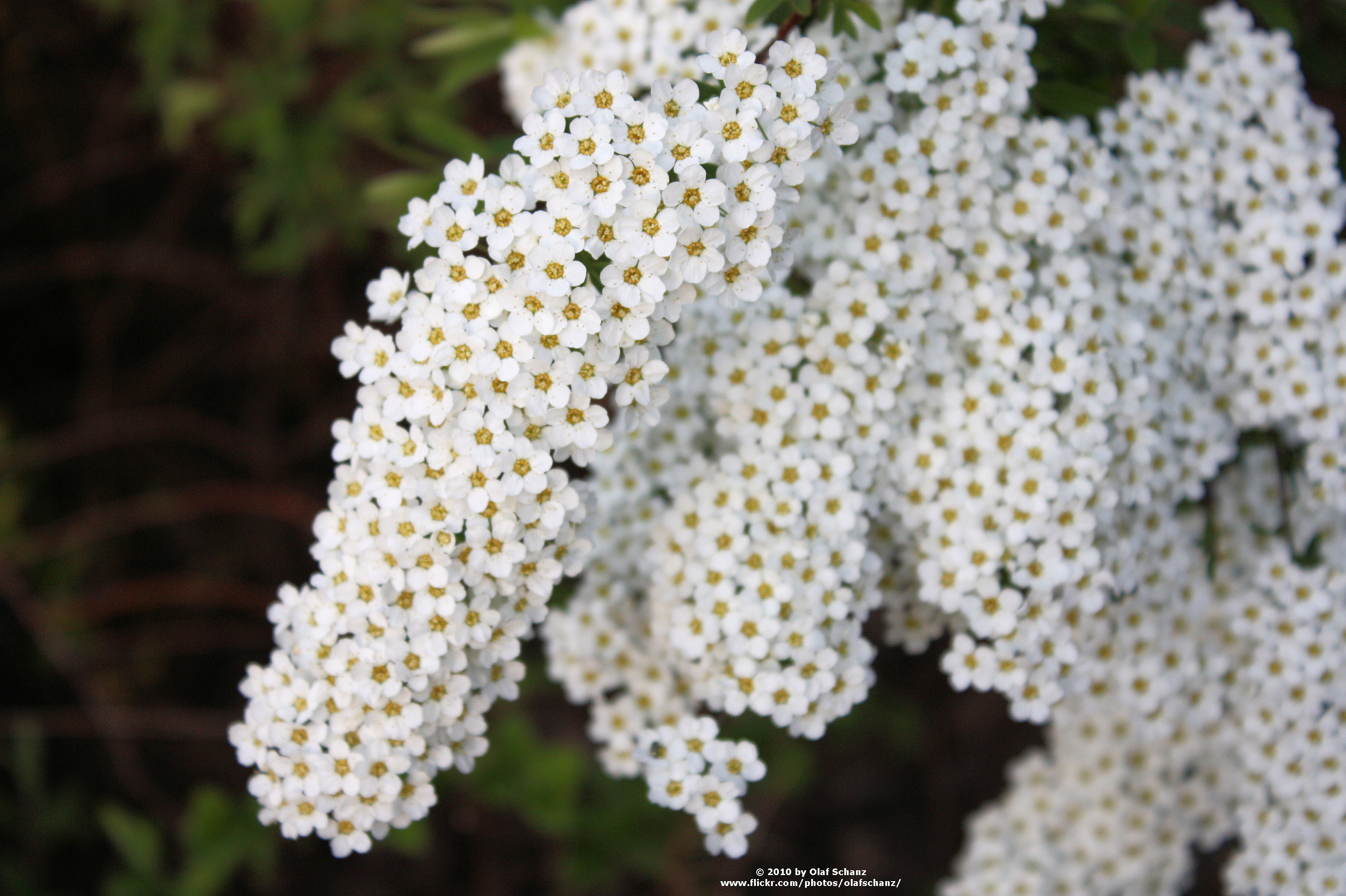 butterfly-bush ,orange eye
